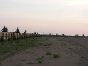 More Trees Planted in 2011
