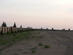 More Trees Planted in 2011